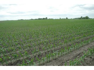 Property photo 25 - 152 +/- Acres Offered in 2 Tracts - Prime Tillable Farmland