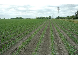 Property photo 10 - 152 +/- Acres Offered in 2 Tracts - Prime Tillable Farmland