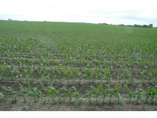 Property photo 18 - 152 +/- Acres Offered in 2 Tracts - Prime Tillable Farmland