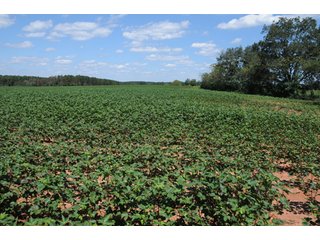 Property photo 50 - 6,900 Acre Land Auction Offered in 15 Tracts - 3,800 Acres Irrigated