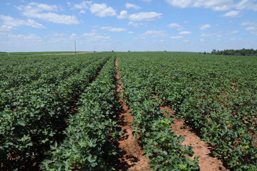 6,900 Acre Land Auction Offered in 15 Tracts - 3,800 Acres Irrigated