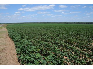 Property photo 9 - 6,900 Acre Land Auction Offered in 15 Tracts - 3,800 Acres Irrigated