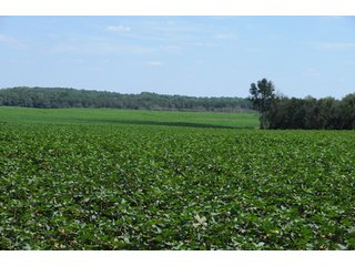 Property photo 11 - 6,900 Acre Land Auction Offered in 15 Tracts - 3,800 Acres Irrigated