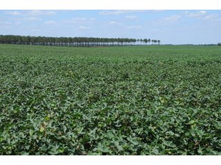 Property photo 41 - 6,900 Acre Land Auction Offered in 15 Tracts - 3,800 Acres Irrigated
