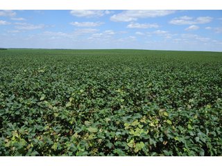 Property photo 68 - 6,900 Acre Land Auction Offered in 15 Tracts - 3,800 Acres Irrigated