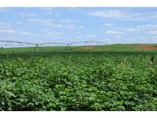 Property photo 25 - 6,900 Acre Land Auction Offered in 15 Tracts - 3,800 Acres Irrigated