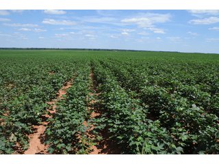 Property photo 61 - 6,900 Acre Land Auction Offered in 15 Tracts - 3,800 Acres Irrigated
