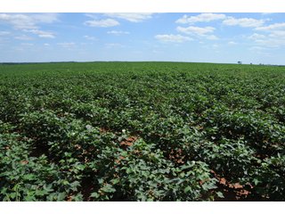 Property photo 60 - 6,900 Acre Land Auction Offered in 15 Tracts - 3,800 Acres Irrigated
