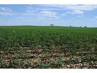 Property photo 23 - 6,900 Acre Land Auction Offered in 15 Tracts - 3,800 Acres Irrigated