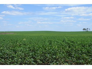 Property photo 55 - 6,900 Acre Land Auction Offered in 15 Tracts - 3,800 Acres Irrigated