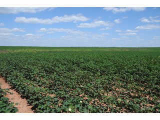 Property photo 4 - 6,900 Acre Land Auction Offered in 15 Tracts - 3,800 Acres Irrigated