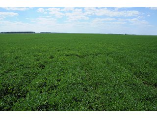 Property photo 17 - 6,900 Acre Land Auction Offered in 15 Tracts - 3,800 Acres Irrigated