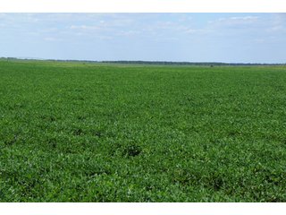 Property photo 20 - 6,900 Acre Land Auction Offered in 15 Tracts - 3,800 Acres Irrigated