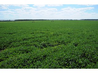 Property photo 34 - 6,900 Acre Land Auction Offered in 15 Tracts - 3,800 Acres Irrigated