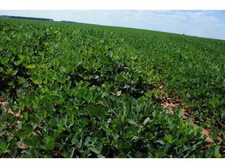 Property photo 47 - 6,900 Acre Land Auction Offered in 15 Tracts - 3,800 Acres Irrigated