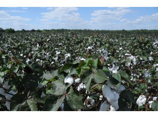 Property photo 30 - 6,900 Acre Land Auction Offered in 15 Tracts - 3,800 Acres Irrigated