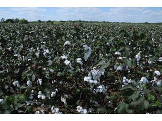 Property photo 15 - 6,900 Acre Land Auction Offered in 15 Tracts - 3,800 Acres Irrigated