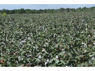 Property photo 24 - 6,900 Acre Land Auction Offered in 15 Tracts - 3,800 Acres Irrigated