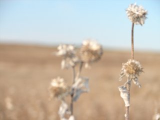 Property photo 60 - Kansas Land - 1,750 +/- Acres Offered in 18 Land Tracts & 2 Mineral Tracts