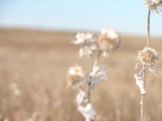 Property photo 80 - Kansas Land - 1,750 +/- Acres Offered in 18 Land Tracts & 2 Mineral Tracts