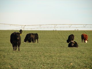 Property photo 67 - Kansas Land - 1,750 +/- Acres Offered in 18 Land Tracts & 2 Mineral Tracts