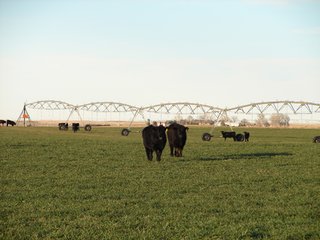 Property photo 113 - Kansas Land - 1,750 +/- Acres Offered in 18 Land Tracts & 2 Mineral Tracts