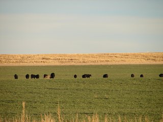 Property photo 130 - Kansas Land - 1,750 +/- Acres Offered in 18 Land Tracts & 2 Mineral Tracts