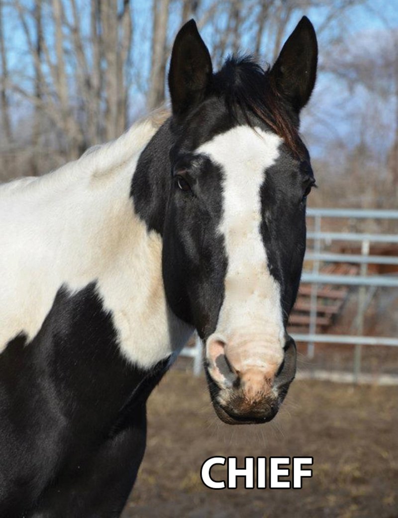 Chief - Armstrong Stables Personal Property Auction