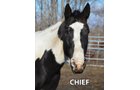 Chief - Armstrong Stables Personal Property Auction