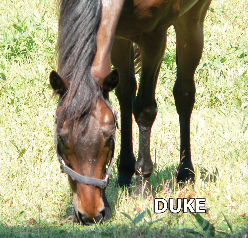 Duke - Armstrong Stables Personal Property Auction