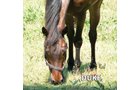 Duke - Armstrong Stables Personal Property Auction