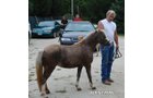 Property photo 26 - Armstrong Stables Personal Property Auction