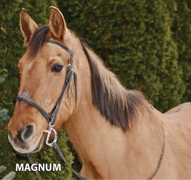Magnuk - Armstrong Stables Personal Property Auction