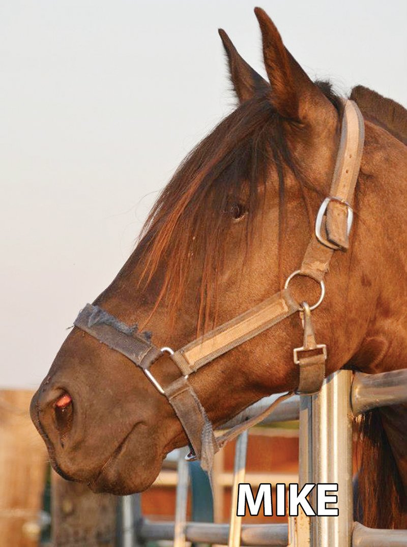 Mike - Armstrong Stables Personal Property Auction