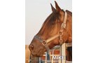Mike - Armstrong Stables Personal Property Auction