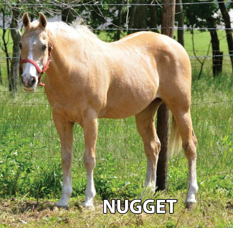 Nugget - Armstrong Stables Personal Property Auction