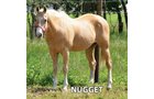 Nugget - Armstrong Stables Personal Property Auction