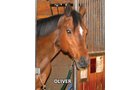 Oliver - Armstrong Stables Personal Property Auction