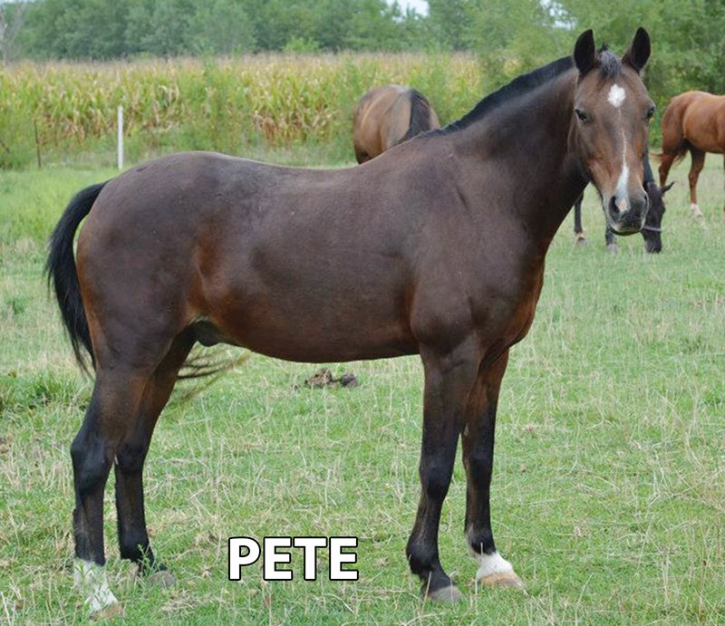 Pete - Armstrong Stables Personal Property Auction