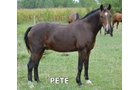 Pete - Armstrong Stables Personal Property Auction