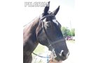 Property photo 12 - Armstrong Stables Personal Property Auction