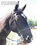 Property photo 41 - Armstrong Stables Personal Property Auction