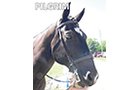 Property photo 41 - Armstrong Stables Personal Property Auction