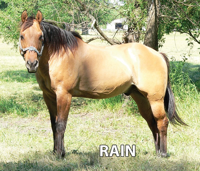 Rain - Armstrong Stables Personal Property Auction