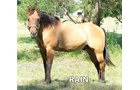 Rain - Armstrong Stables Personal Property Auction
