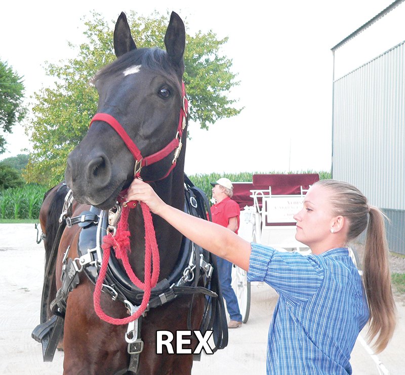 Rex - Armstrong Stables Personal Property Auction