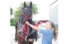 Rex - Armstrong Stables Personal Property Auction