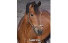 Sampson - Armstrong Stables Personal Property Auction