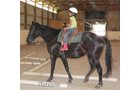 Property photo 10 - Armstrong Stables Personal Property Auction