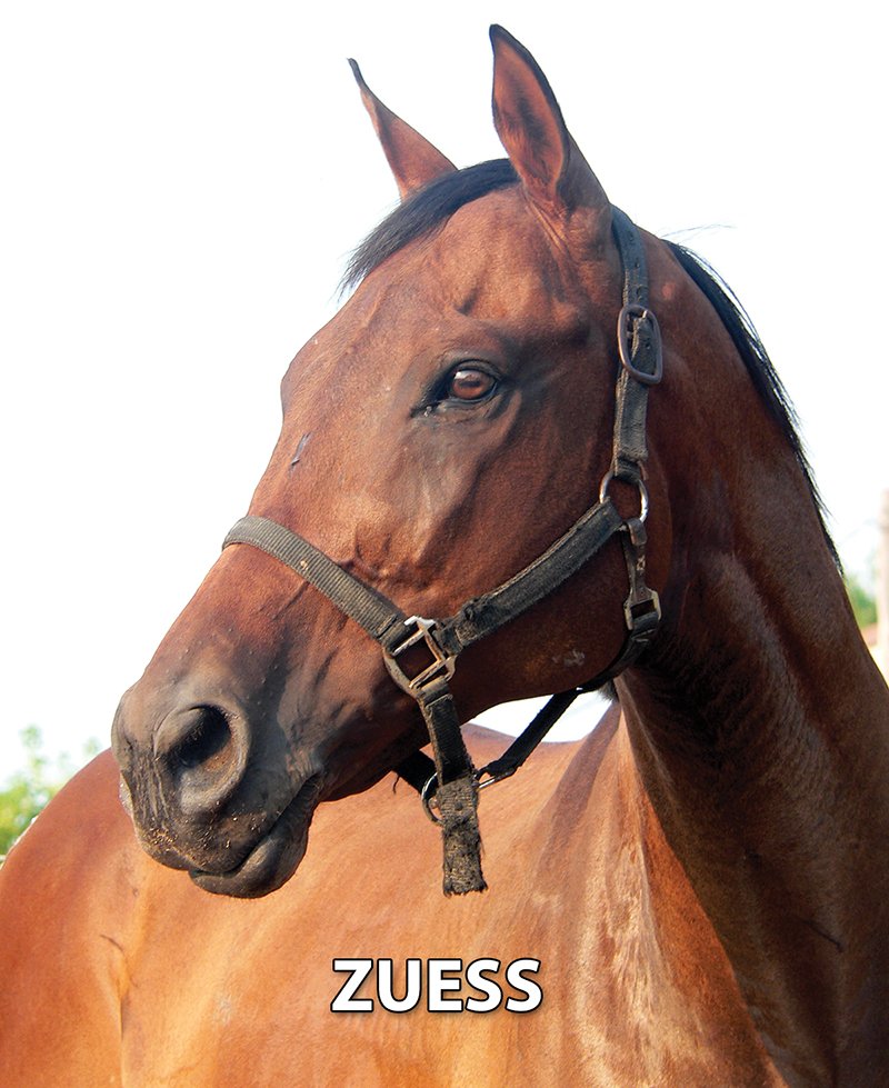 Zuess - Armstrong Stables Personal Property Auction